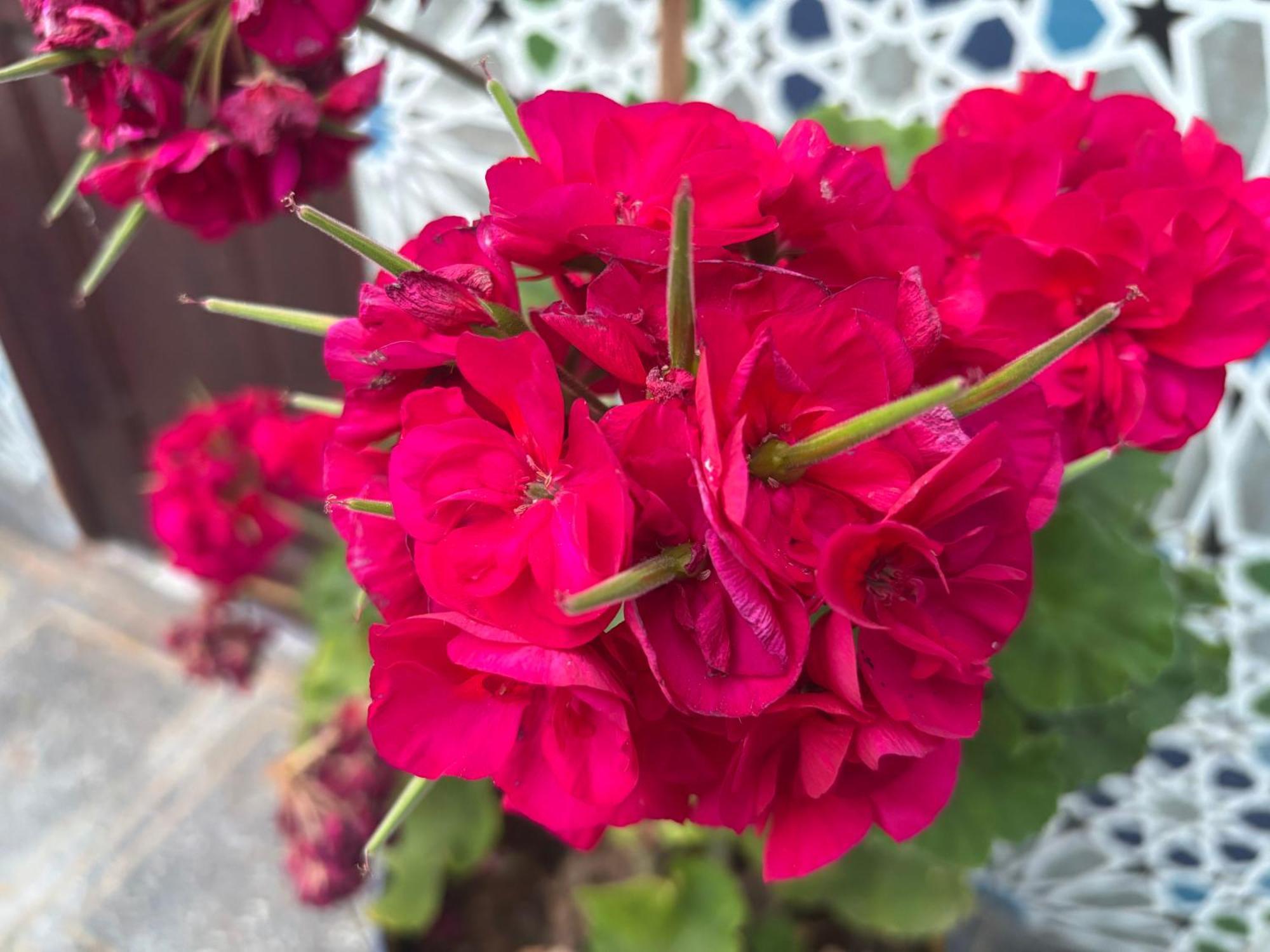 Casa Morisca Villa Sidi Ifni Eksteriør billede